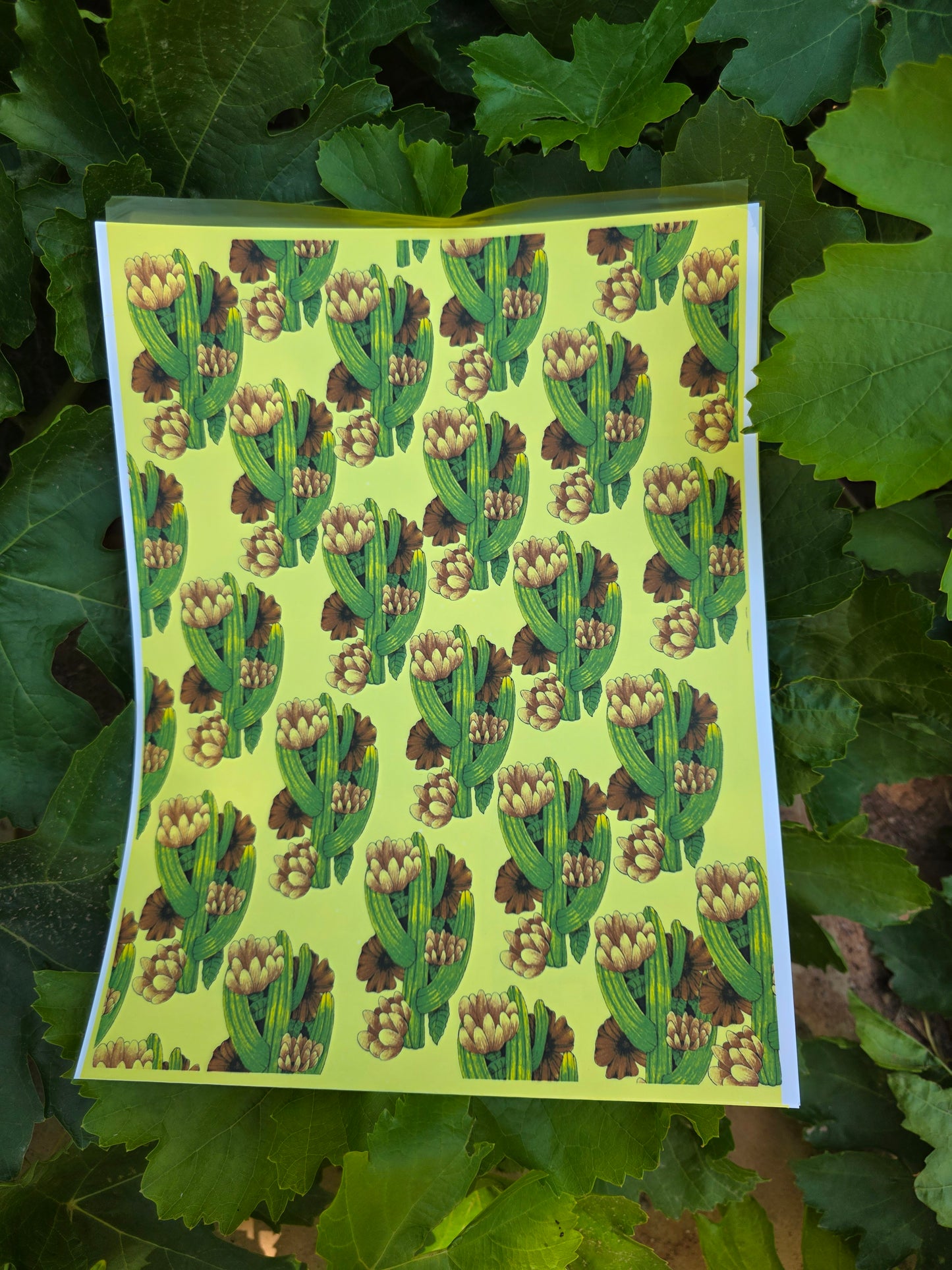 Cactus Flowers