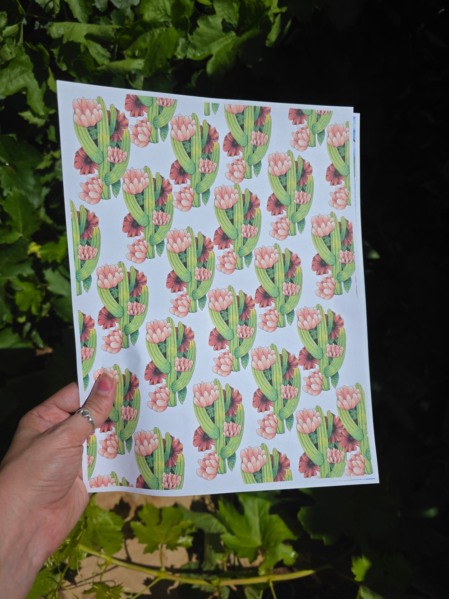 Cactus Flowers